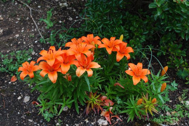 Orange irises